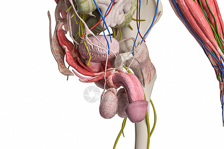 男性盆部背景图片