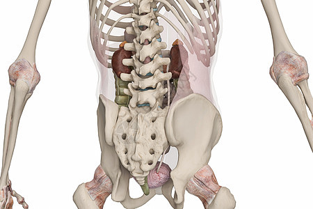 腹膜后器官图片