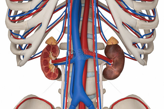 男性肾血管图片