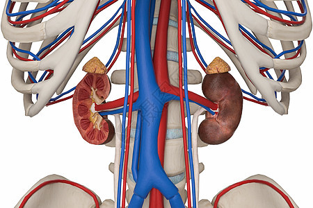 女性肾血管背景图片