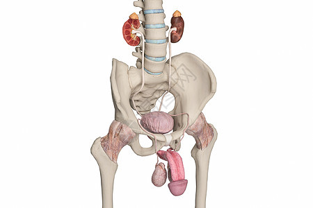 男性输尿管背景图片