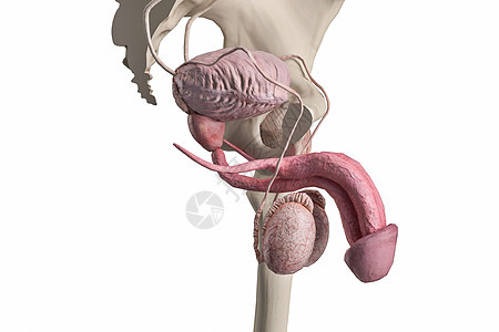 男性膀胱背景图片