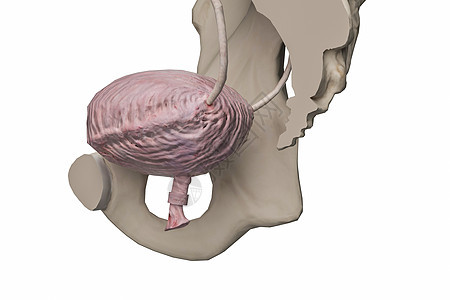 女性膀胱图片