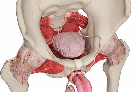 盆底肌图片 盆底肌素材 盆底肌高清图片 摄图网图片下载