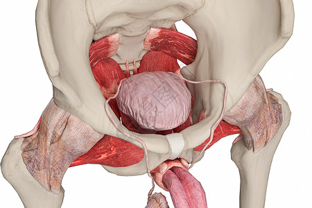 男性盆底尿道盆底肌高清图片
