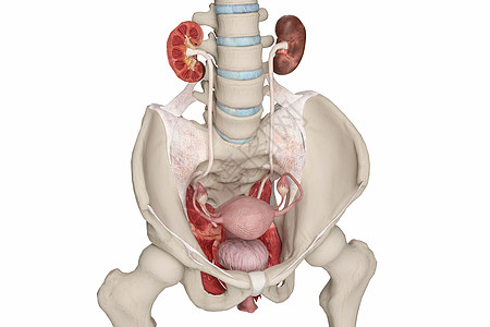 女性盆骨韧带高清图片