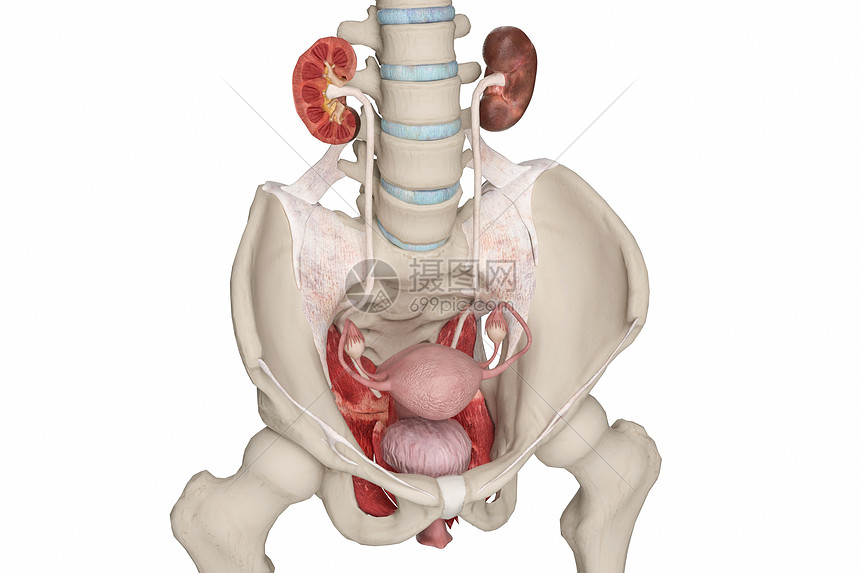 女性盆骨韧带图片