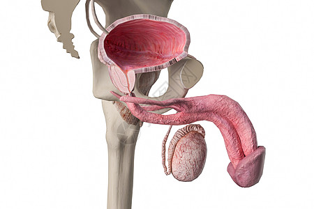 男性膀胱横截面图片