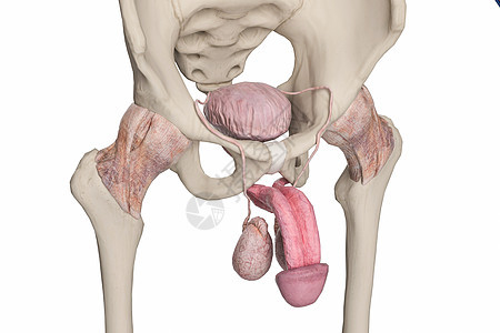 男性膀胱和阴茎图片