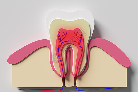 牙神经敏感牙齿横截面模型设计图片