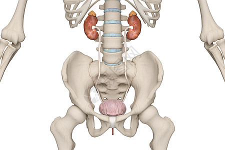 女性泌尿系统图片