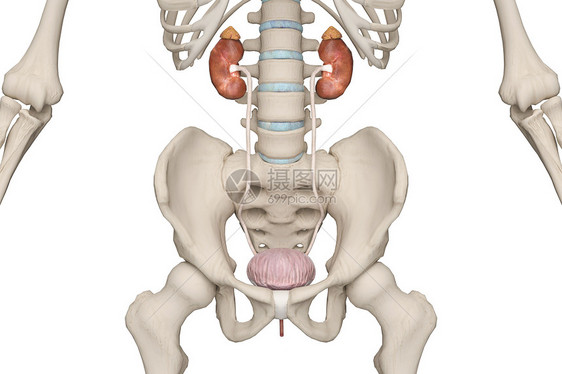 女性泌尿系统图片