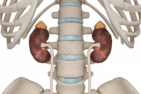3D肾脏图片
