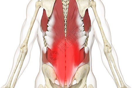腰背部三维背部肌肉疼痛场景设计图片