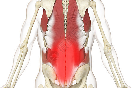 三维背部肌肉疼痛场景图片