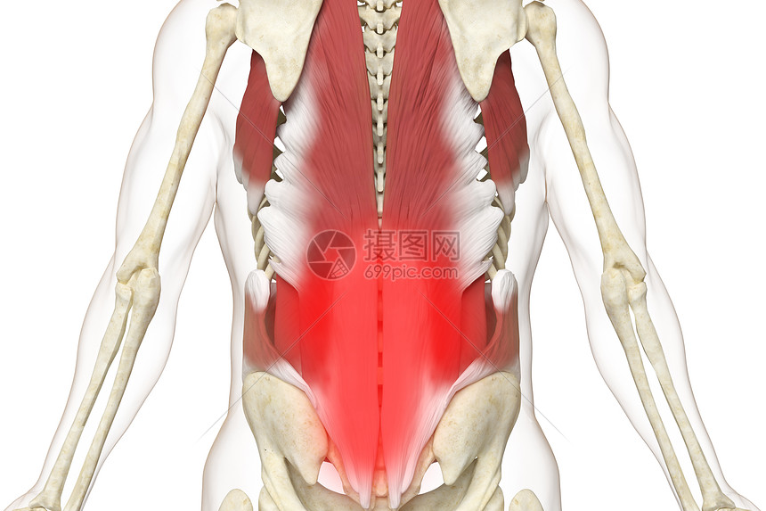 三维背部肌肉疼痛场景图片