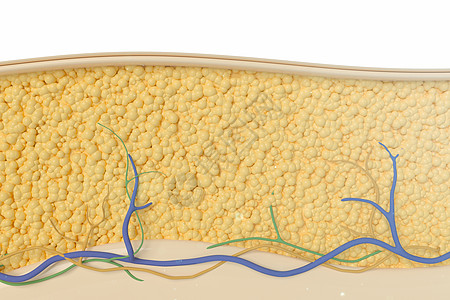 三维脂肪层模型高清图片