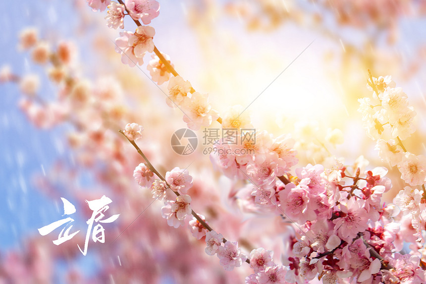 立春花开图片素材 正版创意图片 摄图网