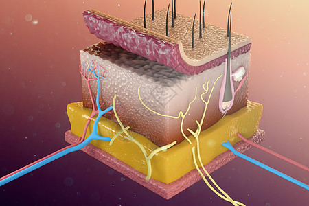 三维皮肤解剖模型高清图片