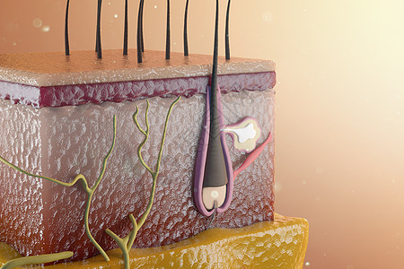 皮下组织三维皮肤毛囊模型设计图片