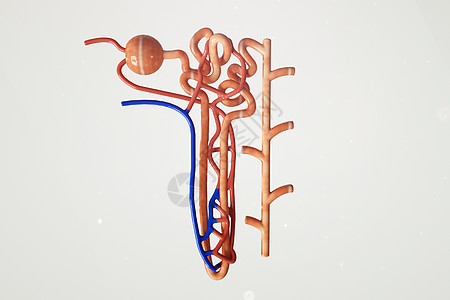 三维简约肾单位模型设计图片