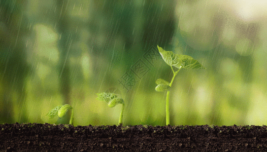 雨水植物萌芽gif动图高清图片