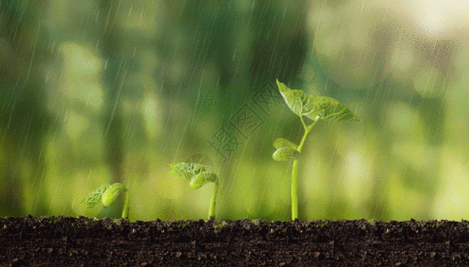 春天雨水植物萌芽gif动图高清图片