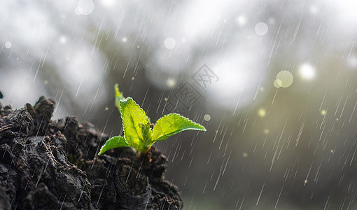 细雨春天萌芽设计图片