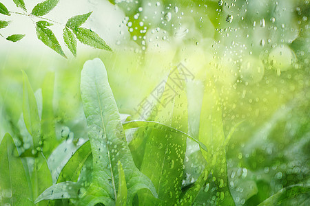 春天雨水背景图片