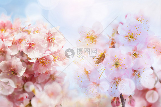 春暖花开春天背景图片