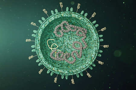 病毒我人体三维sars病毒解剖模型设计图片