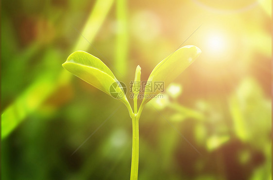 萌芽背景图片