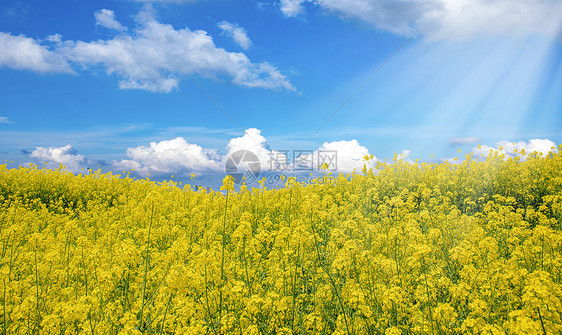 油菜花春天背景图片