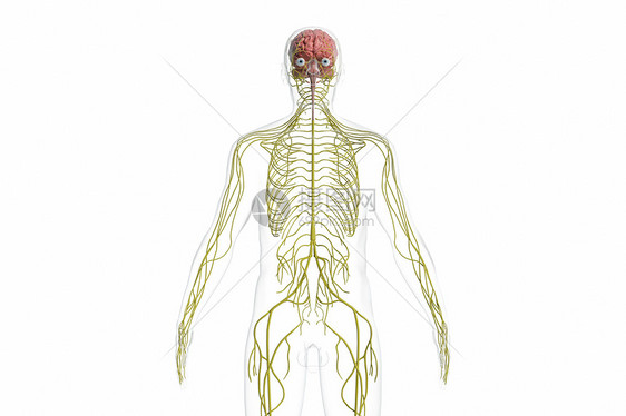 3D神经系统图片