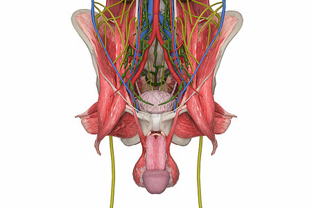 男性骨盆背景图片