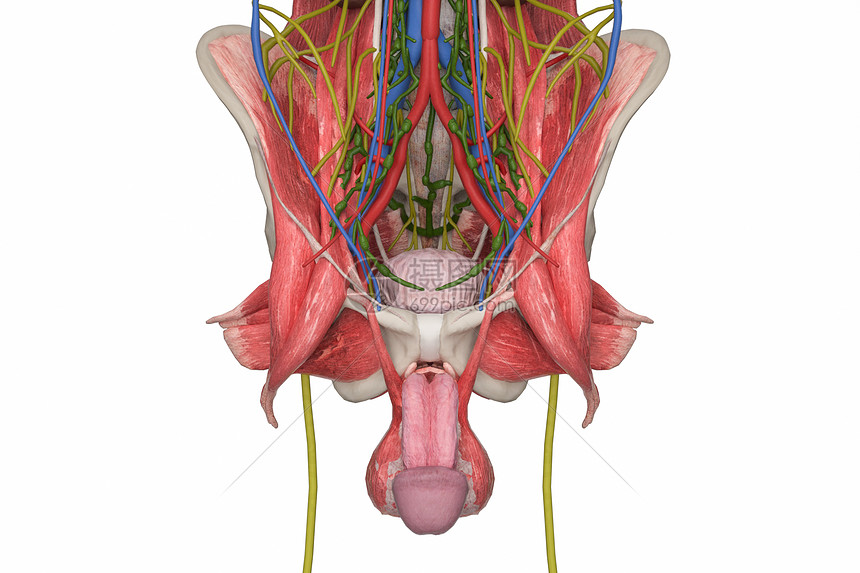 男性骨盆图片