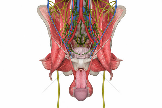 男性骨盆图片