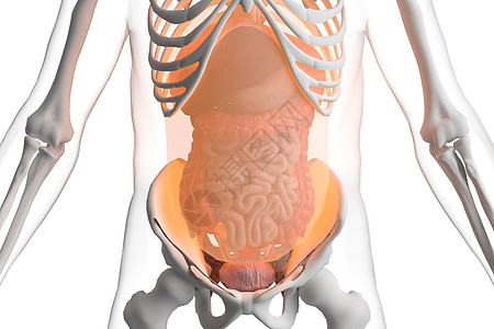 膜状组织三维腹膜场景设计图片