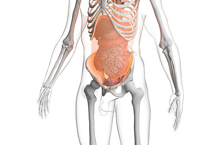 人体腹膜图片