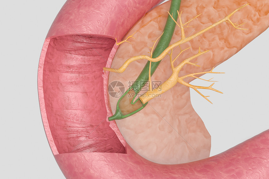胰腺解剖图片