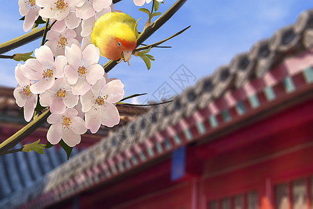 樱花春天花朵背景图片