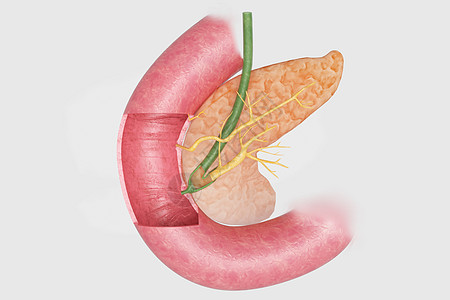 3D胰腺场景高清图片
