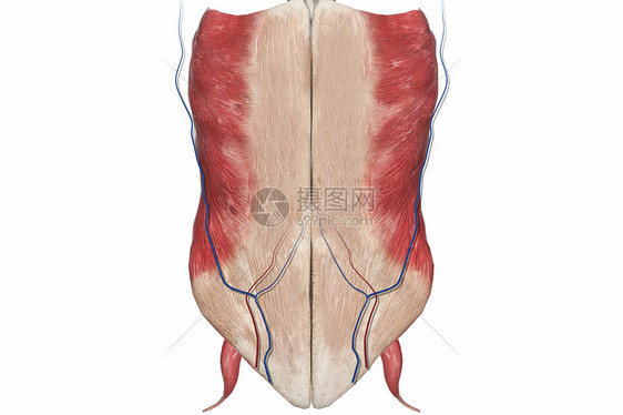 女性腹部图片