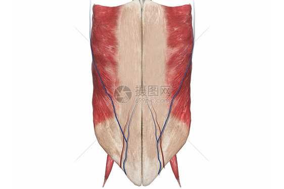 男性腹部图片