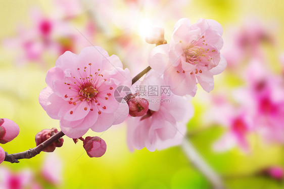 唯美桃花春天背景图片