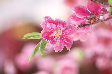 唯美粉色桃花背景图片素材