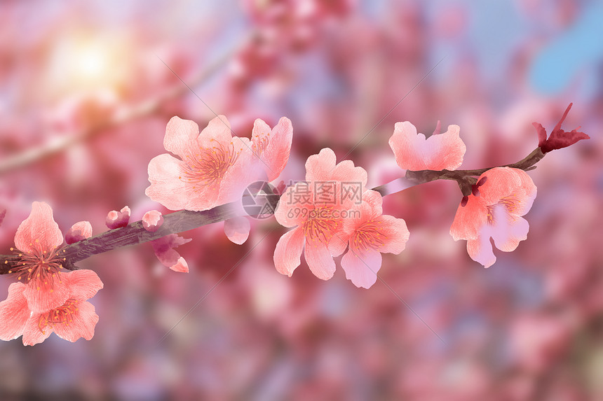 桃花春天背景图片
