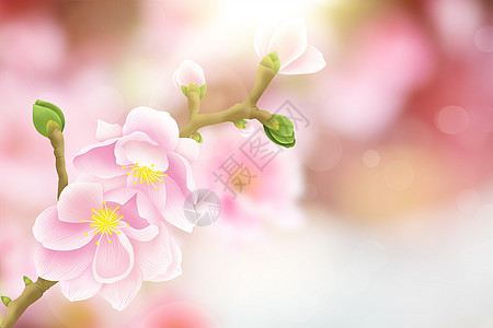 桃树枝开花背景设计图片