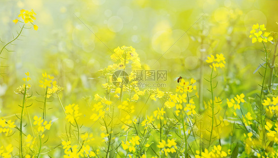 春天油菜花背景图片