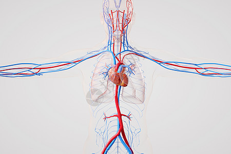 心肺循环系统背景图片